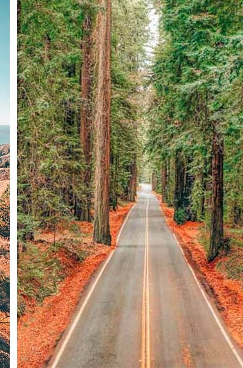A straight road through tall trees